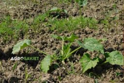 Biljke koje se ne podnose - 15 parova koji mogu uništiti vašu baštu