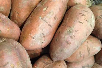 Uzgoj batata