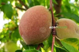 Zašto je breskva "dlakava"