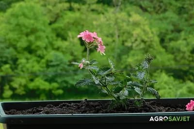Trik uz koji vam cvijeće neće uvenuti (VIDEO)