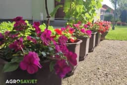 Da li znate kako pravilno da zalijevate cvijeće na ovim vrućinama