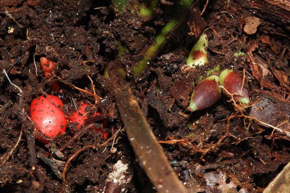 palma koja cvjeta pod zemljom