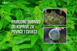 Prirodno đubrivo od koprive za cvijeće i povrće /VIDEO/