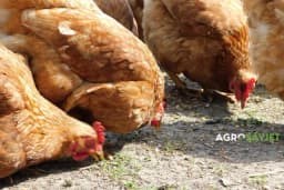 ŠTA kad kokoške PRESTANU da nose jaja? IMA REŠENJA!