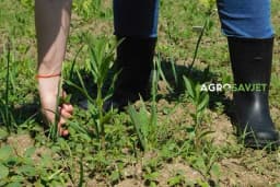 Pospite 1 namirnicu po KOROVU i biće trajno uništen