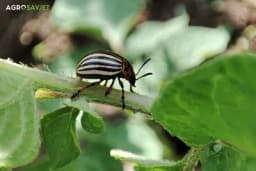 Kako suzbiti KROMPIROVU ZLATICU bez upotrebe pesticida