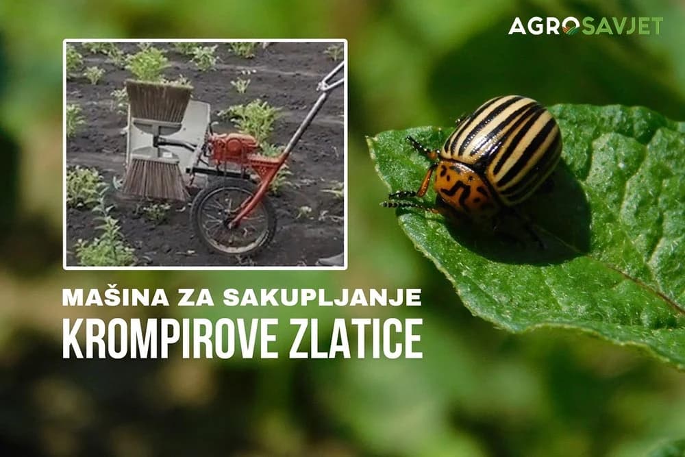 mehaničko suzbijanje krompirove zlatice
