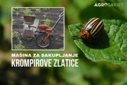 Moćno oružje protiv KROMPIROVE ZLATICE: Efikasno mehaničko suzbijanje /VIDEO/
