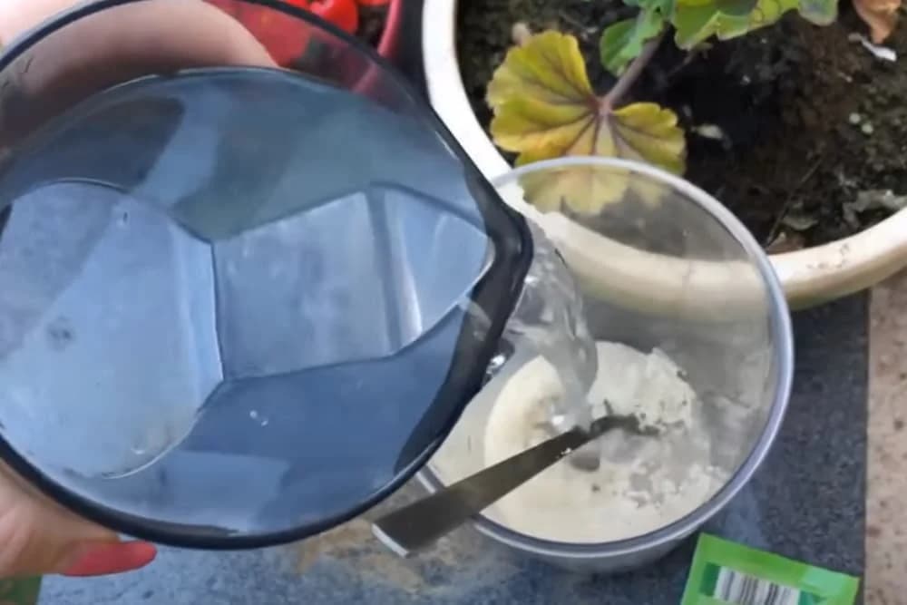 prihrana cvijeća rastvorom od kvasca i vode