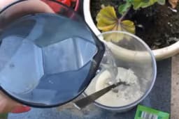 Kako kvasac i voda mogu transformisati vaš vrt: Tajne za bujan rast cvijeća /VIDEO/