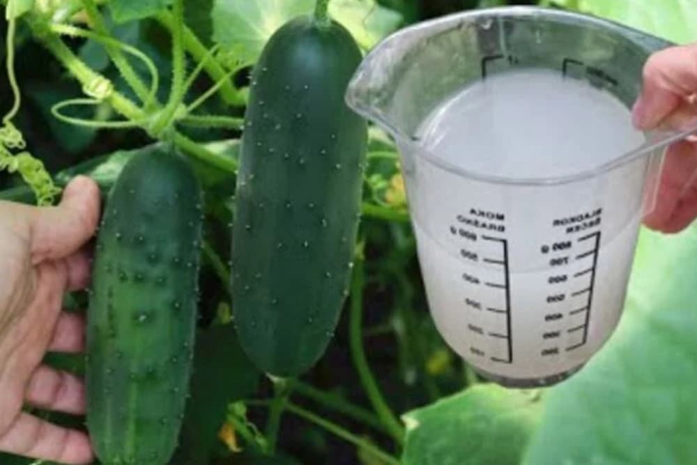 Prirodna prihrana za krastavce