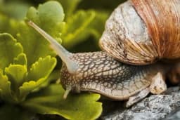 8 NAČINA DA SE RIJEŠITE PUŽEVA: Ovo će ih otjerati i više neće ni prilaziti vašem povrću i cvijeću