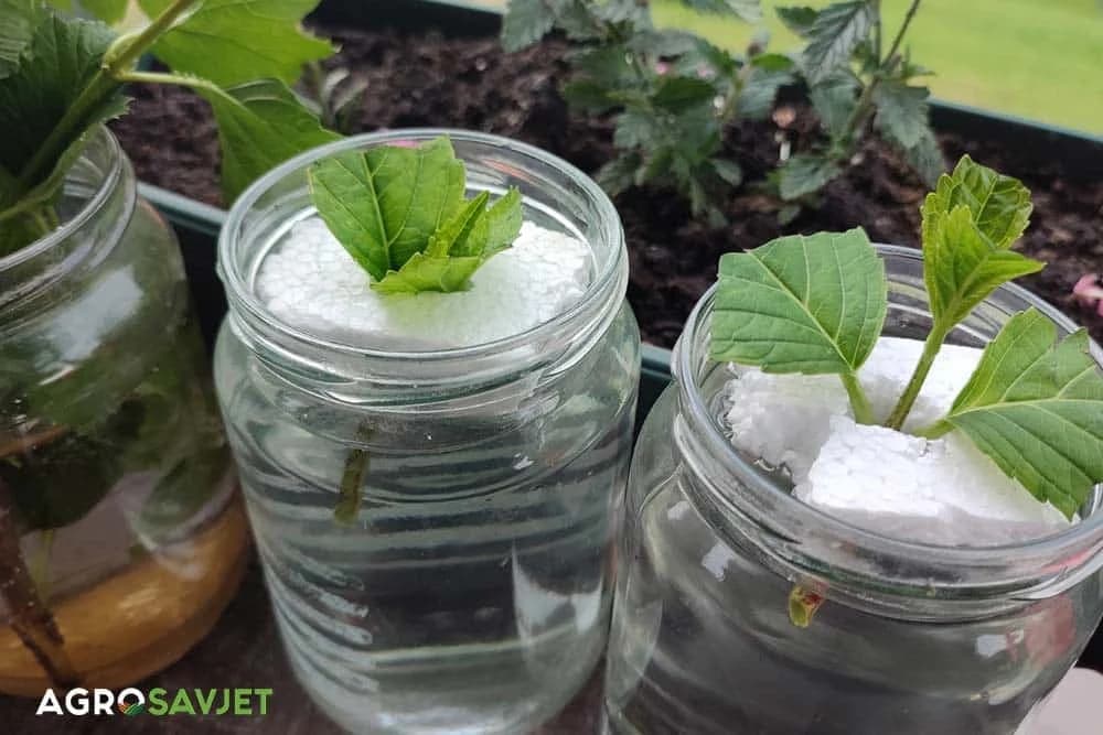 ožiljavanje reznica