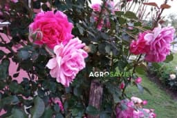 KAKO DA SPASITE RUŽE OD KIŠE - Velika vlaga ubija ovo cvijeće, jedna stvar će pomoći da cvjetaju do kraja sezone