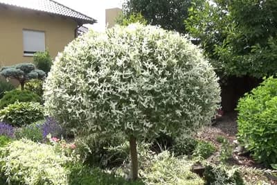 Šarenolisna vrba - Malo drvo predivnog izgleda