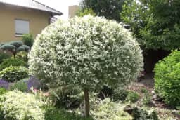 Šarenolisna vrba - Malo drvo predivnog izgleda