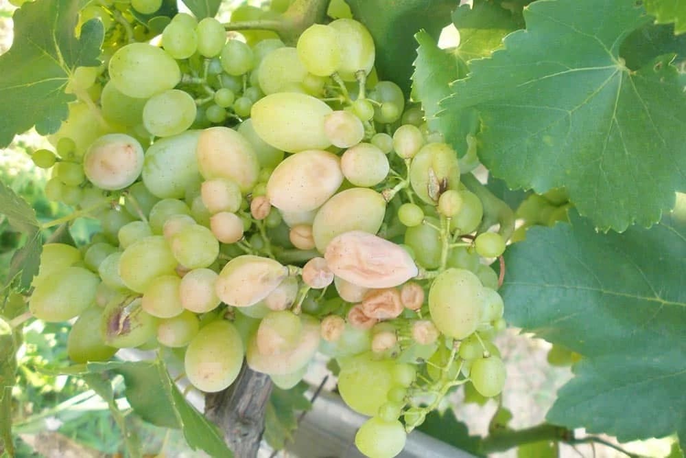 Šta je stvarni uzrok sušenja grozdova?