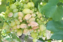 Šta je stvarni uzrok sušenja grozdova?