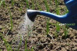 Zalijevanje crnog luka: Kako zadovoljiti potrebe biljke u svakoj fazi vegetacije