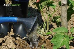 Pravilan način i vrijeme zalivanja paradajza za optimalan rast i razvoj