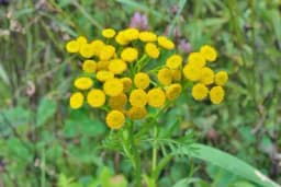 Da li ste čuli za ljekovitu biljku KALOPER? Evo za šta je sve dobra i kako se uzgaja