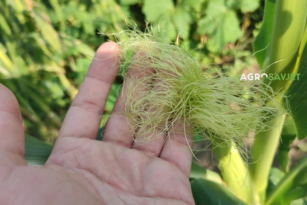 čaj od kukuruzne svile