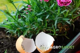 Zaboravite skupocjena đubriva: Ljuske od jaja skrivaju moć koja čini cvijeće nevjerovatno bujnim