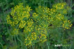 Uzgajanje mirođije - Savjeti za uspješno gajenje ovog omiljenog začina
