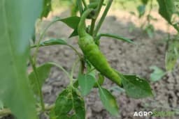 Uzgoj papričica FEFERONA: Mali početni kapital, a tražene na tržištu