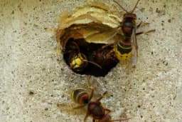 Šta uraditi kada vas ubode stršljen: Ne pravite ovu grešku, može biti kobna