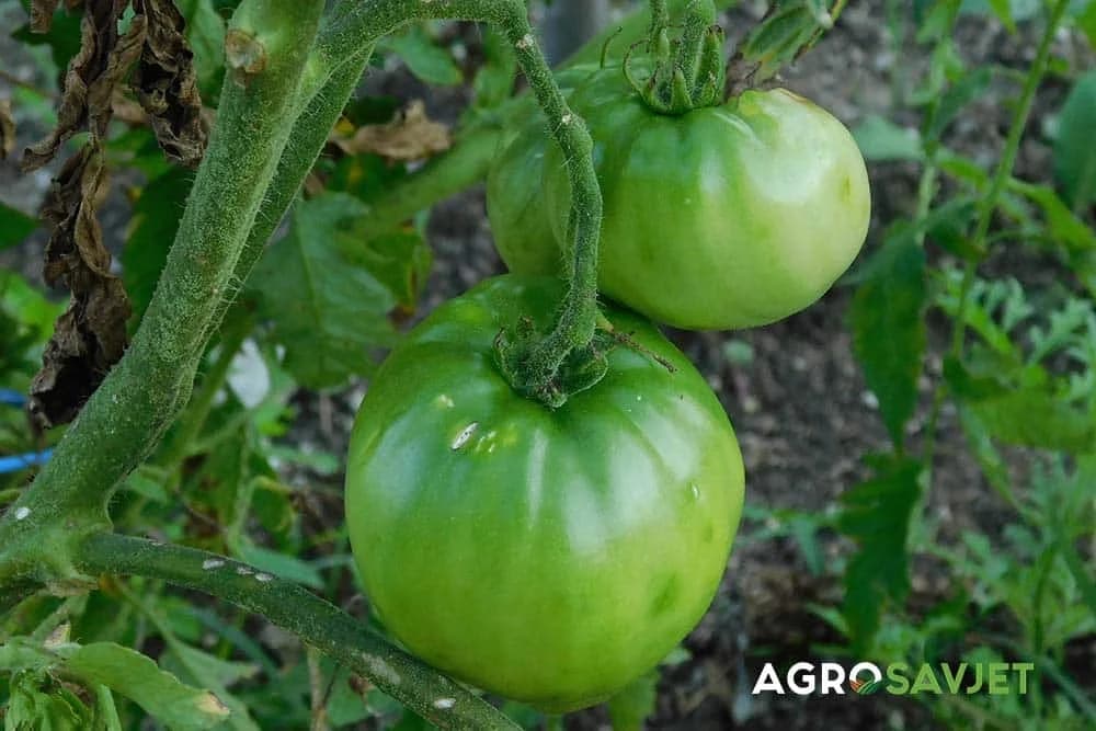 zeleni paradajz