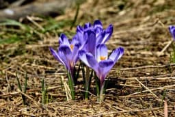 Posadite KROKUSE u jesen da bi bujno cvjetali u proljće