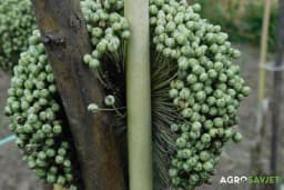 Uzgoj vlastitog sjemenja luka - Tajne uspješnog uzgoja i skladištenja