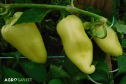 Kako pripremiti zemljište za papriku i postići veći prinos?