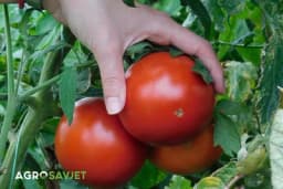 Ovo je najbolji način da sačuvate sjeme paradajza za sledeću godinu