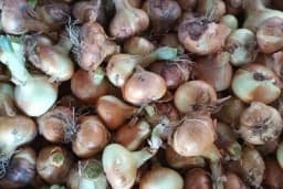 Vađenje i čuvanje crnog luka:  Kako osigurati kvalitet