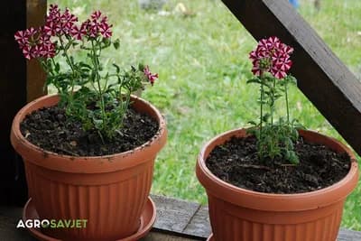 Rastvor koji čini čuda za cvijeće