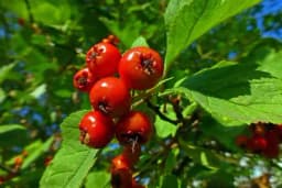 Najbolji recepti od gloginja