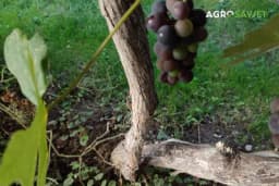 Uloga uzgojnih oblika u postizanju optimalnih prinosa i kvaliteta grožđa