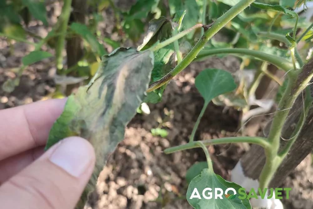 plijesnivost lista paradajza