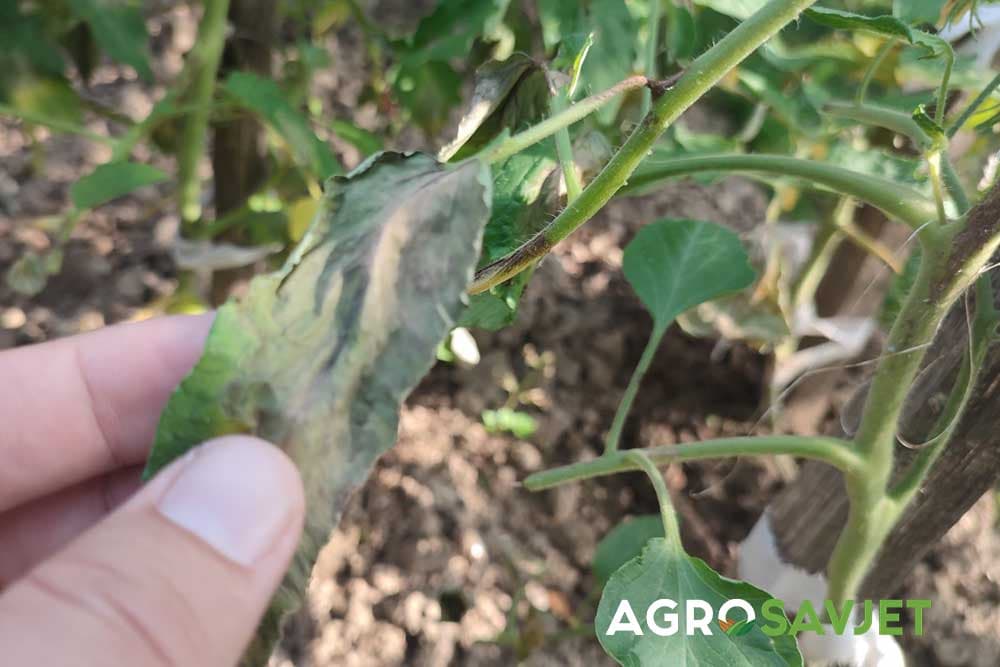 plijesnivost lista paradajza