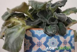 Trik koji pomaže da oporavite ljubičice - Zalijte ih ovom tečnošću, biće zdrave i bujne