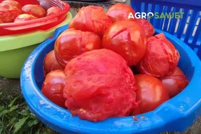 Najbolji recept za mljeveni paradajz koji se ne kuva! Svaka domaćica treba da zna da ga spremi