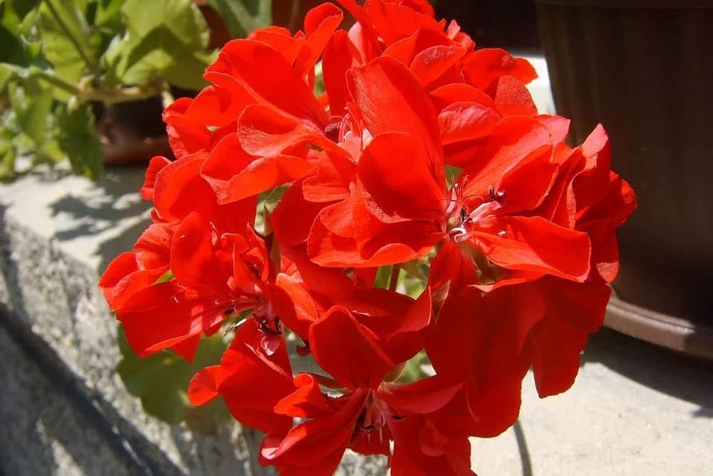 muškatle