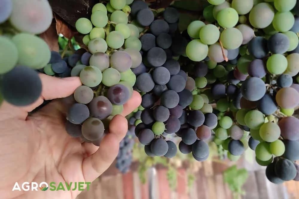 orezivanje vinove loze