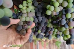 Kako orezati vinovu lozu u ljeto i zašto je to važno?