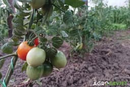 Iskusni baštovani otkrivaju: Evo šta u avgustu obavezno morate da uradite za voće, povrće i cvijeće