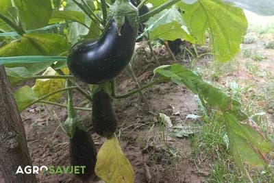 Uslovi za rast i razvoj patlidžana