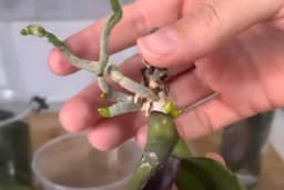 AKO VAM ORHIDEJA VENE, NE BACAJTE JE, STAVITE 1 SASTOJAK U KORIJEN I GLEDAJTE ČUDO: Cvjetaće cijele godine, list neće opadati