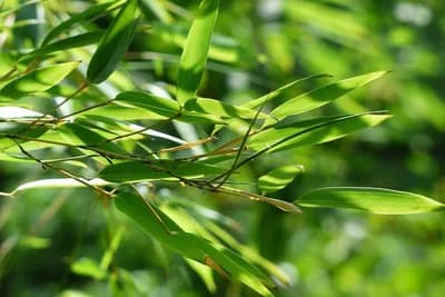 Koje biljke donose dobru energiju u vrt?